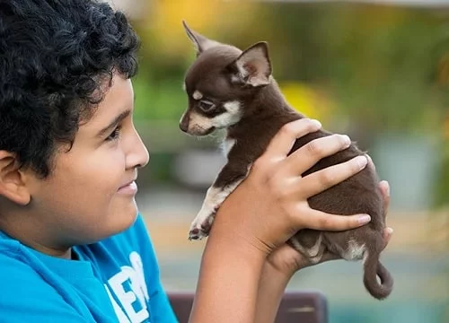 A boy holding Chihuahua puppy