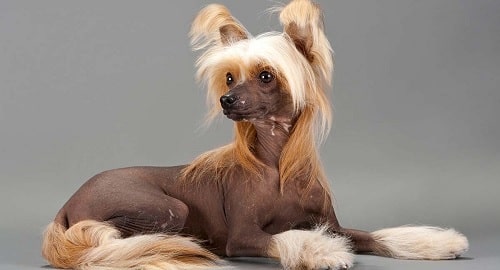 A fully grown Chinese Crested