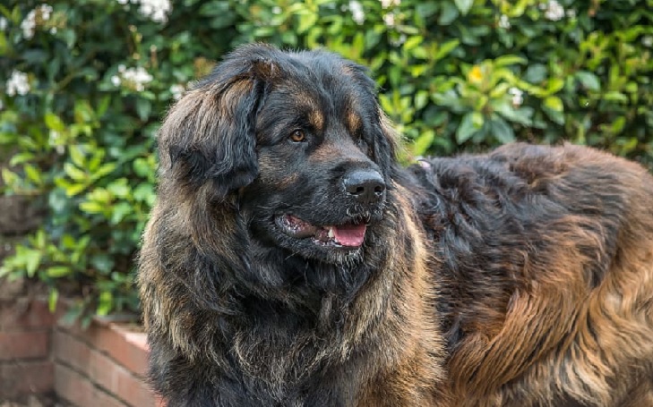 Caucasian Shepherd Dog