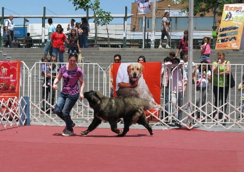 Caucasian Shepherd Dog Training