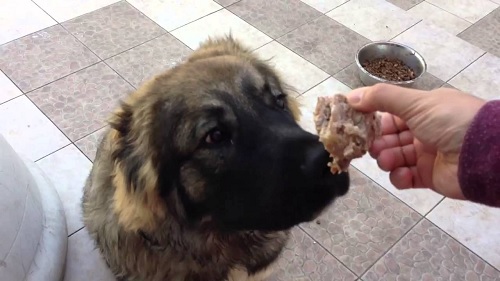 Caucasian Shepherd Dog Feeding Methods and Diets
