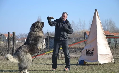 Training Caucasian Shepherd Dog