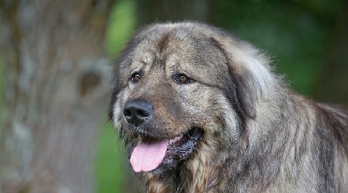 Caucasian Shepherd Dog eating habit