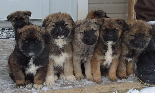 Caucasian Shepherd Puppies sitting