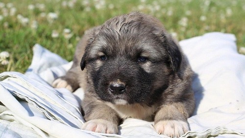 Caucasian Shepherd puppy sitting