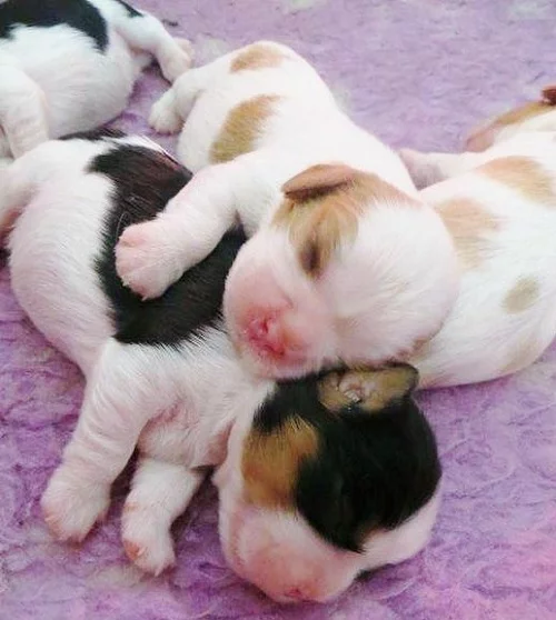 Cavalier King Charles Spaniel newborn puppies