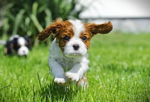 Cavalier King Charles Spaniel puppy running