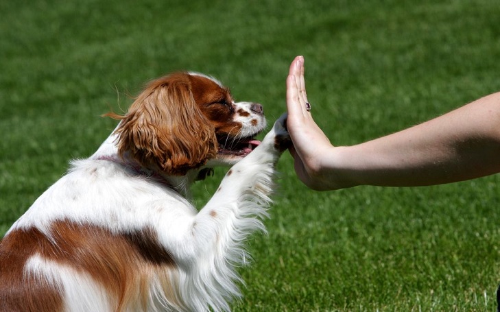 Cavalier King Charles Spaniel training methods and strategies