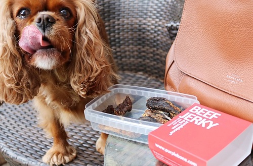 Cavalier King Spaniel about to get treats