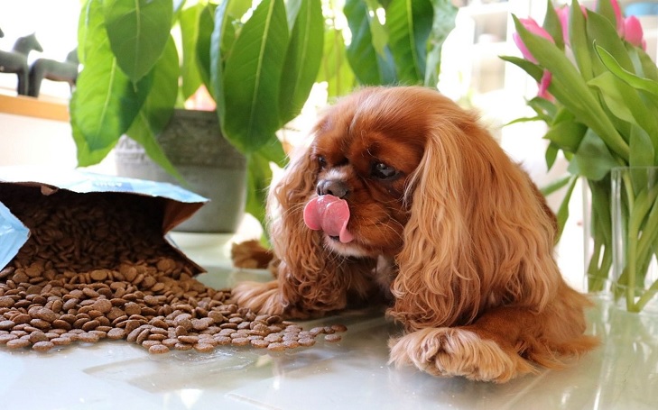 what should i feed my cavalier king charles puppy