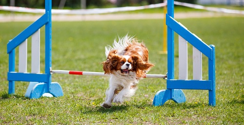 Cavalier King Spaniel doing agility training