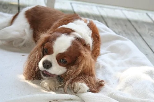 Cavalier King Spaniel eating bone