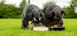 Cesky Terrier Feeding Methods