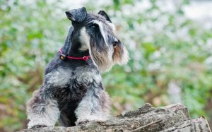 Cesky Terrier Temperament and Personality