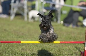 Cesky Terrier Training Method and Strategies