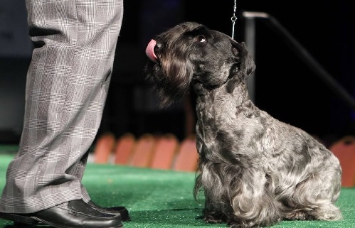 Cesky Terrier basic training