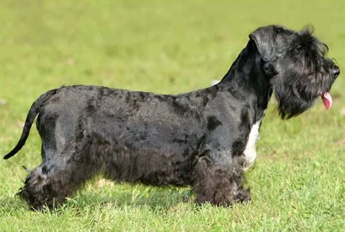 Cesky Terrier on the ground