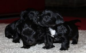 Cesky Terrier puppies developmental stages and their behavior