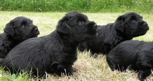 Cesky Terrier puppies