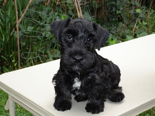 Cesky Terrier puppy sitting