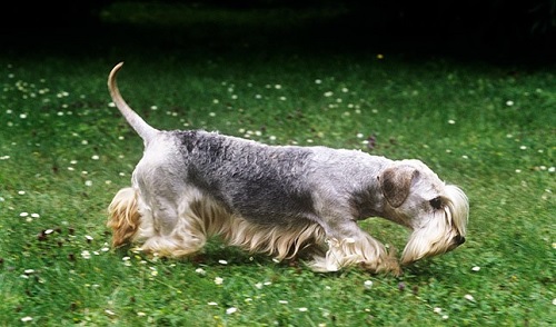 Cesky Terrier searching for its prey