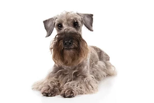 Cesky Terrier sitting