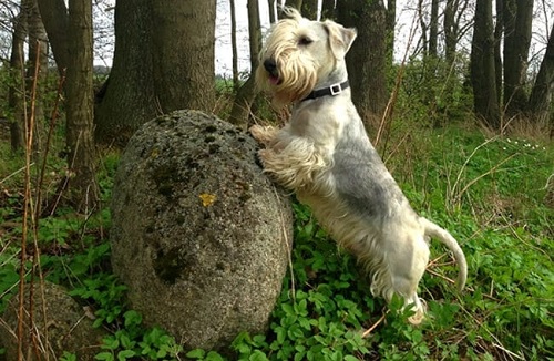 Cesky Terrier training in the woods