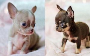 Chihuahua Puppies development stage and their behavior
