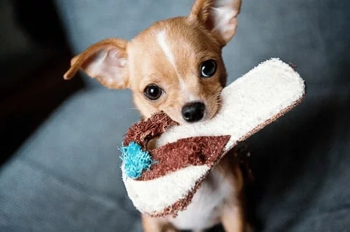 Chihuahua Puppy holding slipper in its mouth