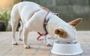 Chihuahua diets and their feeding methods