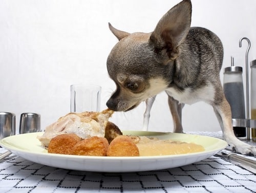 Chihuahua eating from plate