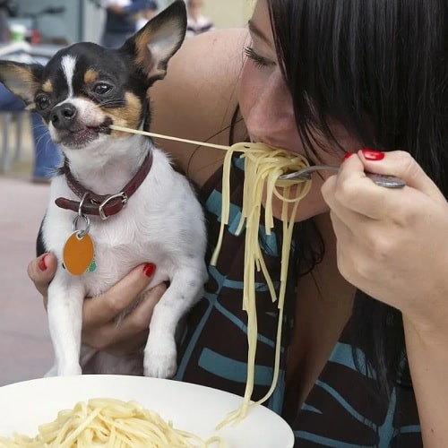 Chihuahua eating noodle with its master