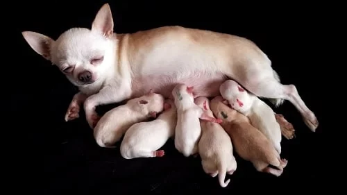 Chihuahua feeding her puppies