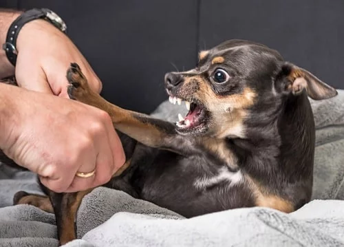 Chihuahua getting angry