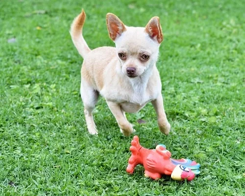 Chihuahua playing with its toy