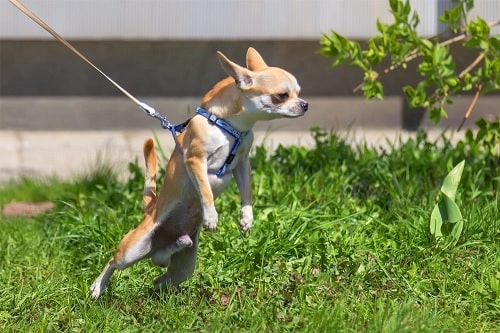 Chihuahua pulling his master