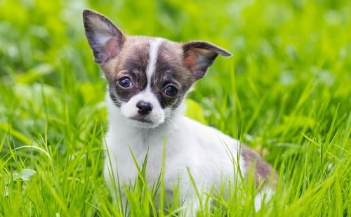 Chihuahua puppy sitting