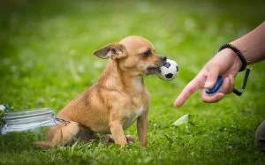 Chihuahua training methods and strategies
