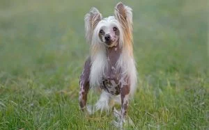 Chinese Crested Training methods and strategies