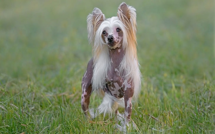 Chinese Crested Training methods and strategies