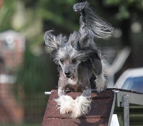 Chinese Crested agility training