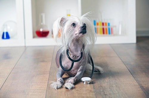 Chinese Crested checking its health