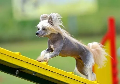 Chinese Crested doing agility training