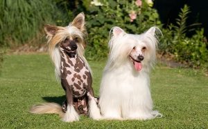 Chinese Crested feeding methods and diets