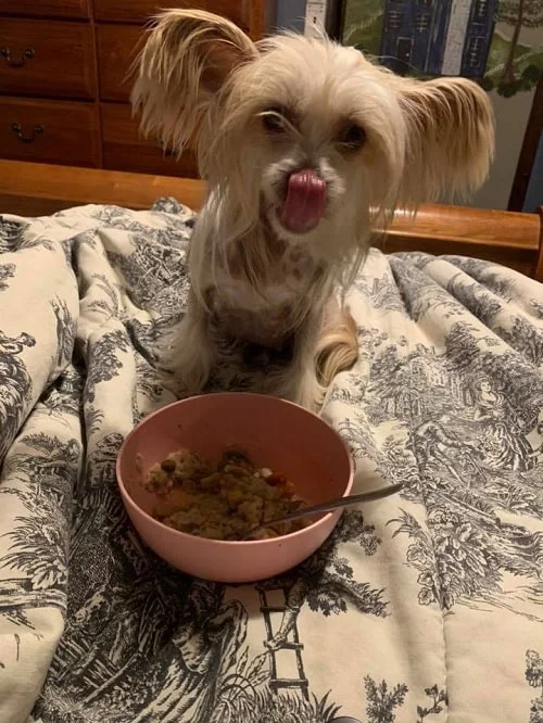 Chinese Crested having its meal
