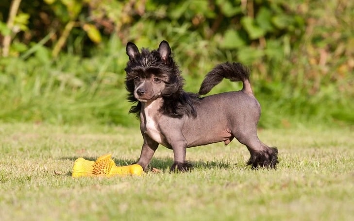 Chinese Crested puppy development and behavior