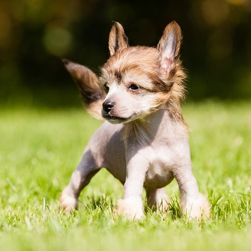 Chinese Crested puppy on the field