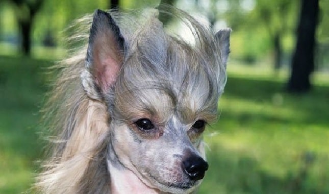 are chinese crested dog aggressive