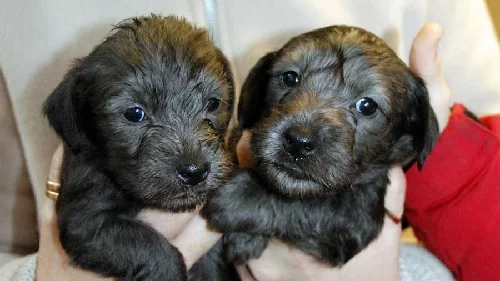 Few weeks old Cesky Terrier puppies