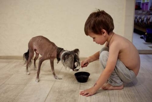 a boy feeding Chinese Crested